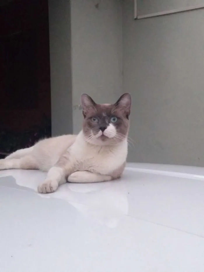 Gato ra a Srd idade 7 a 11 meses nome Bartolomeu