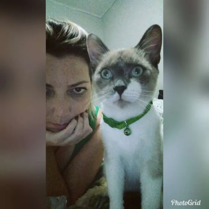 Gato ra a Srd idade 7 a 11 meses nome Bartolomeu