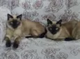 Ursinho e floquinho 