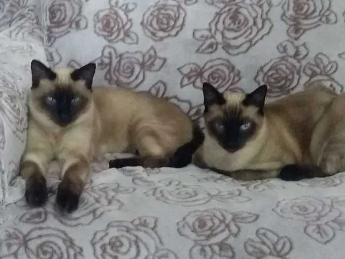 Gato ra a Siamês  idade 7 a 11 meses nome Ursinho e floquinho 