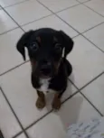 Roque