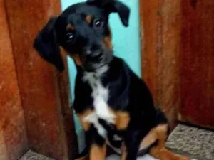 Cachorro raça Mestiço idade 2 a 6 meses nome Roque
