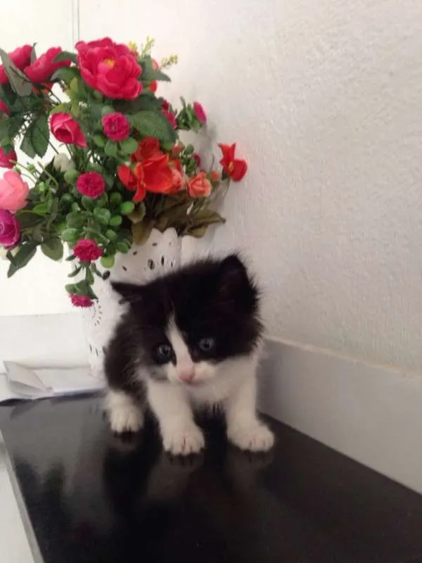 Gato ra a srd idade 2 a 6 meses nome Pri.