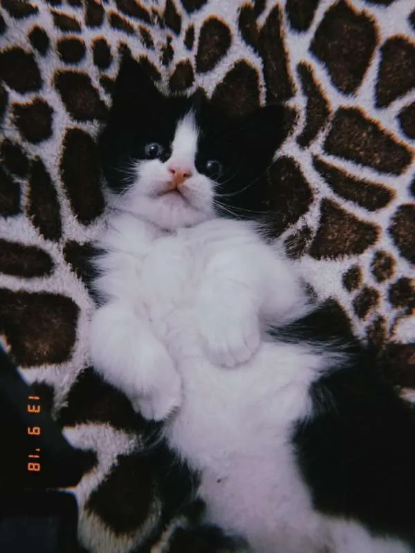 Gato ra a srd idade 2 a 6 meses nome Pri.