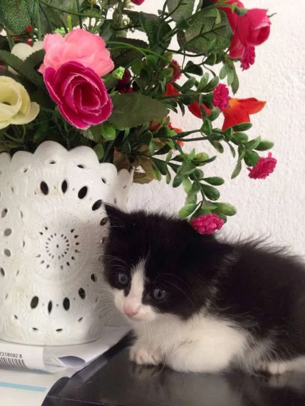 Gato ra a srd idade 2 a 6 meses nome Pri.