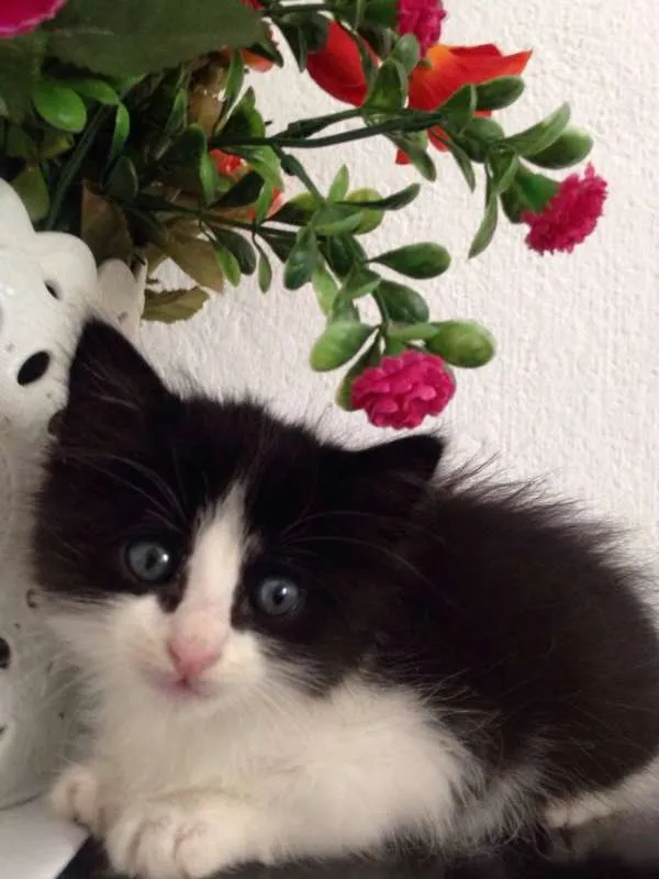 Gato ra a srd idade 2 a 6 meses nome Pri.