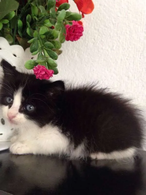 Gato ra a srd idade 2 a 6 meses nome Pri.