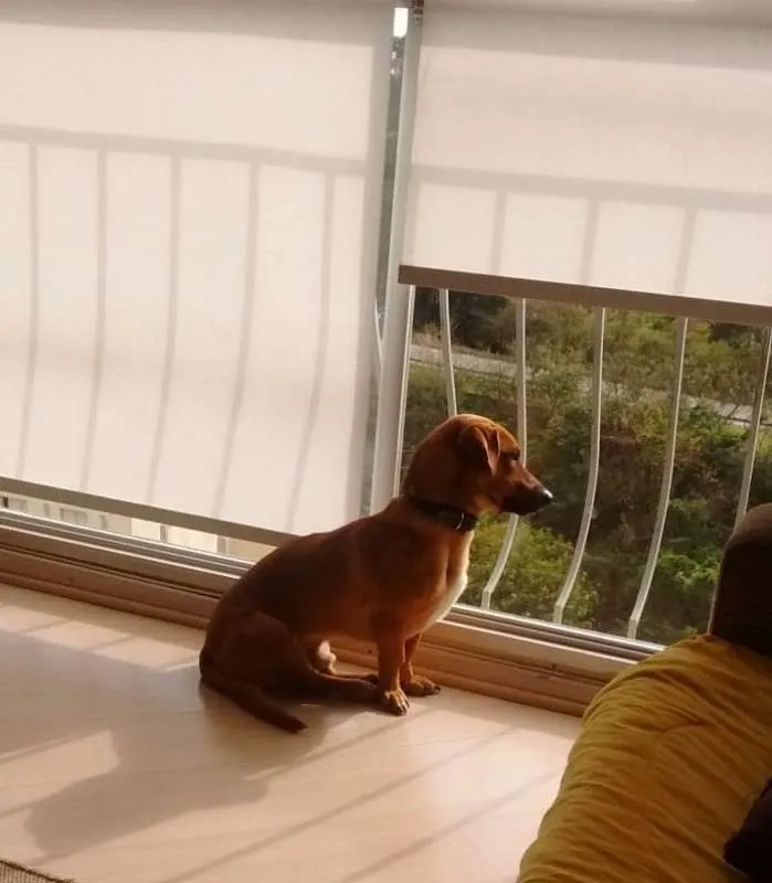 Cachorro ra a srd idade 2 anos nome Scooby