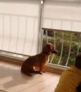 Scooby