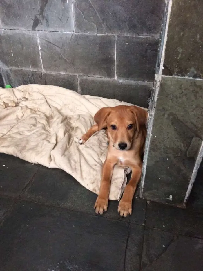 Cachorro ra a Vira lata  idade 2 a 6 meses nome Mel 