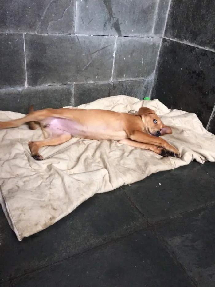 Cachorro ra a Vira lata  idade 2 a 6 meses nome Mel 