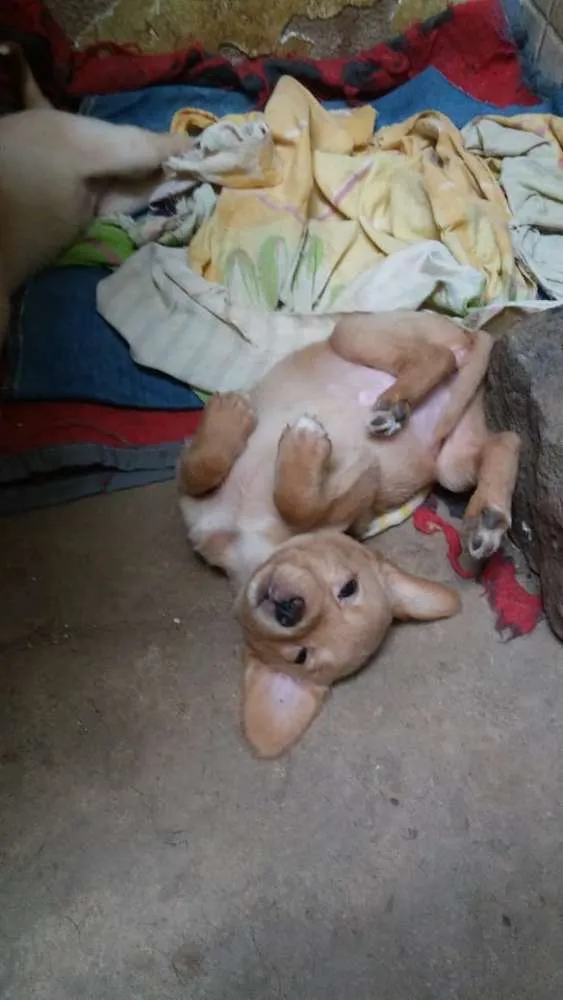Cachorro raça SRD idade 2 a 6 meses nome Filhotes para adoção