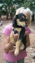 Filhotes para adoção