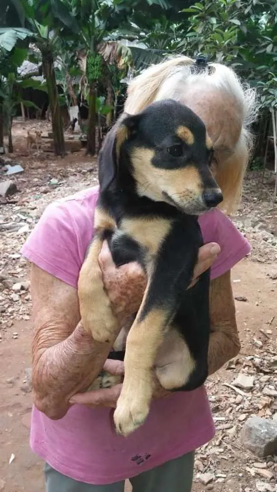 Cachorro raça SRD idade 2 a 6 meses nome Filhotes para adoção