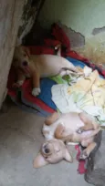 Filhotes para adoção