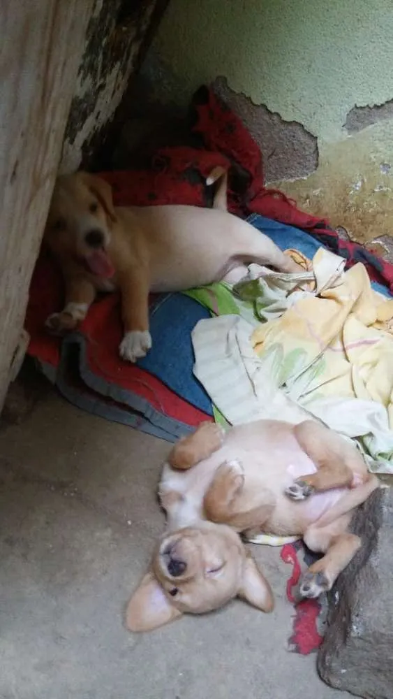 Cachorro raça SRD idade 2 a 6 meses nome Filhotes para adoção