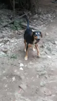 Filhotes para adoção