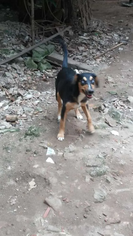 Cachorro raça SRD idade 2 a 6 meses nome Filhotes para adoção