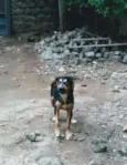 Filhotes para adoção