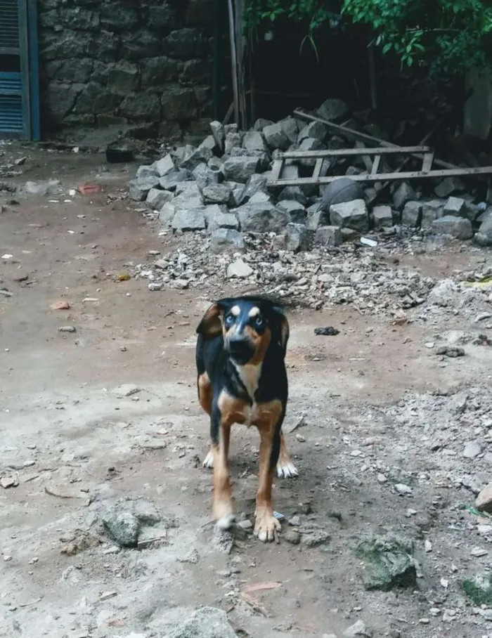 Cachorro raça SRD idade 2 a 6 meses nome Filhotes para adoção