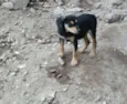 Filhotes para adoção