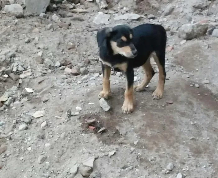 Cachorro raça SRD idade 2 a 6 meses nome Filhotes para adoção