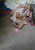 Filhotes para adoção