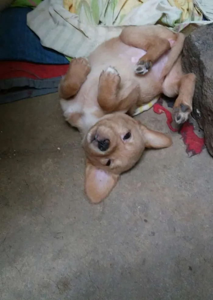 Cachorro raça SRD idade 2 a 6 meses nome Filhotes para adoção
