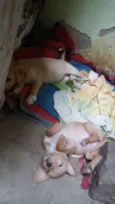 Filhotes para adoção