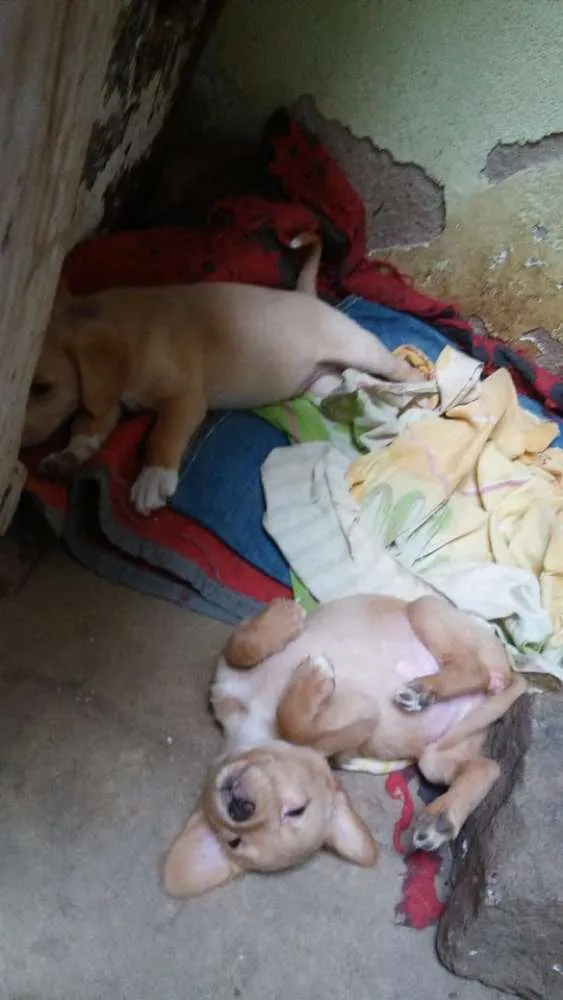 Cachorro raça SRD idade 2 a 6 meses nome Filhotes para adoção