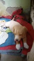 Filhotes para adoção