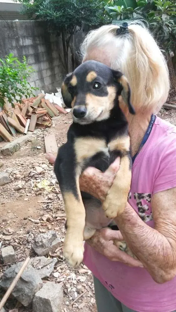 Cachorro raça SRD idade 2 a 6 meses nome Filhotes para adoção