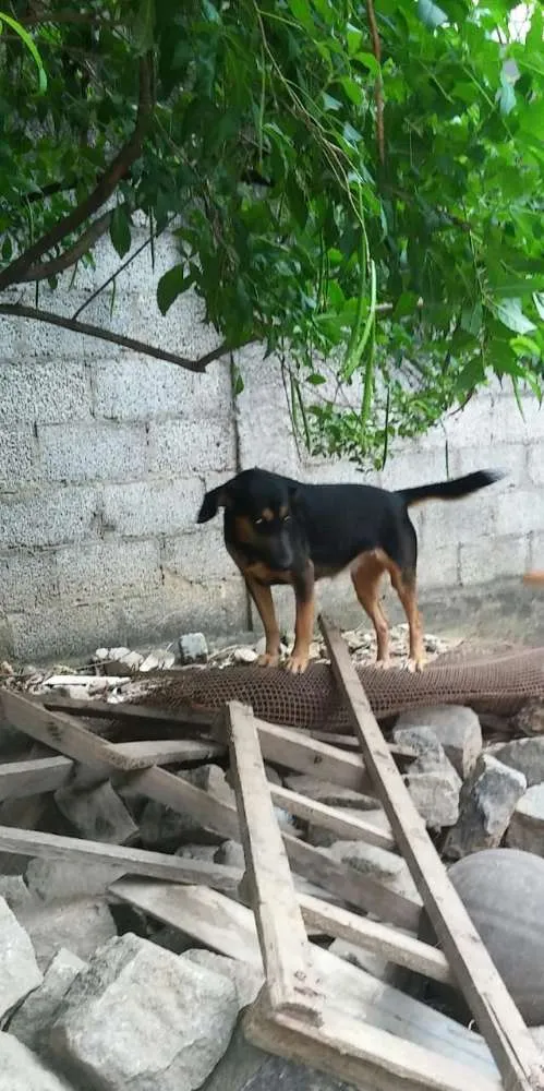 Cachorro raça SRD idade 2 a 6 meses nome Filhotes para adoção