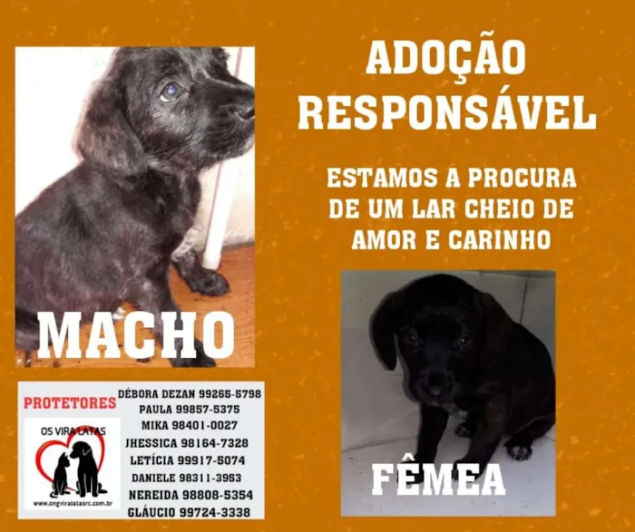 Cachorro raça Vira lata idade Abaixo de 2 meses nome Sem nomes ainda