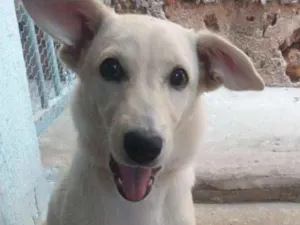 Cachorro raça Vira-lata com labrador idade 2 a 6 meses nome Meg