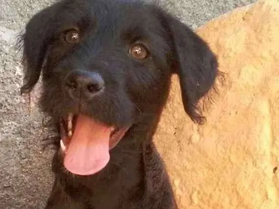 Cachorro raça Vira Lata idade 2 a 6 meses nome Bradoc
