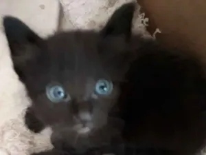 Gato raça Siames idade Abaixo de 2 meses nome Recém nascidos