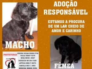 Cachorro raça Vira lata idade Abaixo de 2 meses nome Sem nomes ainda