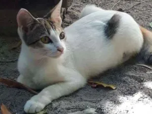 Gato raça vira-lata idade 2 a 6 meses nome Pitty