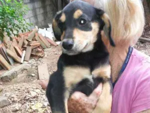 Cachorro raça SRD idade 2 a 6 meses nome Filhotes para adoção