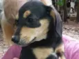 Filhotes para adoção