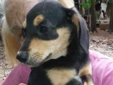 Cachorro raça SRD idade 2 a 6 meses nome Filhotes para adoção