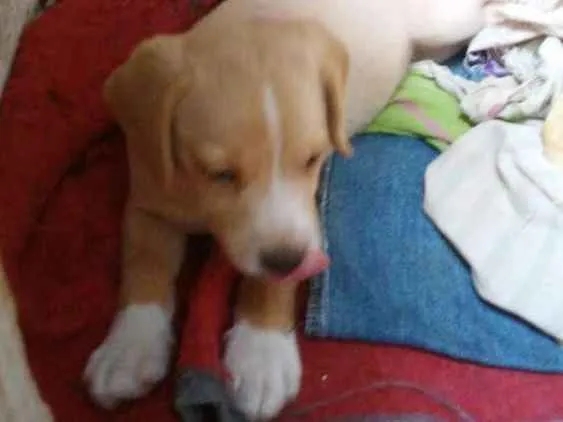 Cachorro raça SRD idade 2 a 6 meses nome Filhotes para adoção