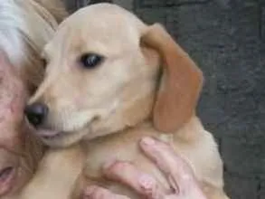 Cachorro raça SRD idade 2 a 6 meses nome Filhotes para adoção