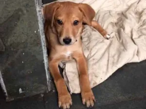 Cachorro raça Vira lata  idade 2 a 6 meses nome Mel 
