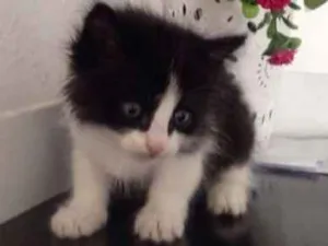 Gato raça srd idade 2 a 6 meses nome Pri.