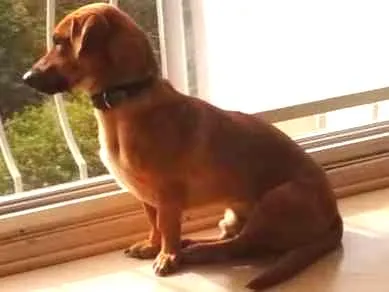 Cachorro ra a srd idade 2 anos nome Scooby