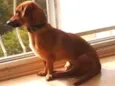 Scooby