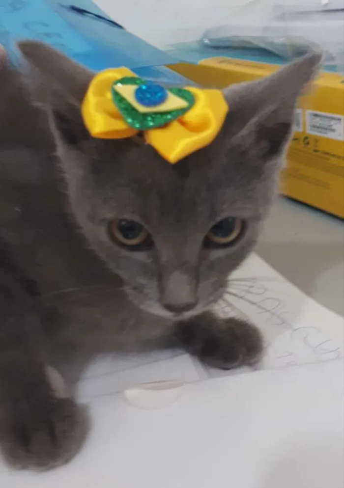 Gato ra a Siames idade Abaixo de 2 meses nome Recém nascidos