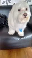  Nico